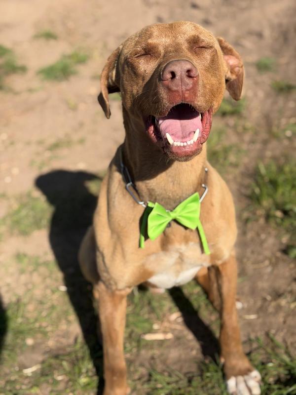 Zoro, splendido simil Pitbull Red Nose Foto 5